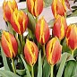 Уникальный сорт! Тюльпан "Cape Code" 3шт в упаковке