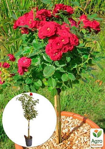 LMTD Роза на штамбе 5-и летняя "Royal Red" (укорененный саженец в горшке, высота130-150см)