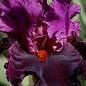 Ирис интермедиа крупноцветковый "Crazy Over You"