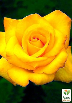 Роза чайно-гибридная "Желтый остров" (саженец класса АА+) высший сорт2