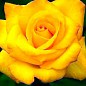 Роза чайно-гибридная "Желтый остров" (саженец класса АА+) высший сорт