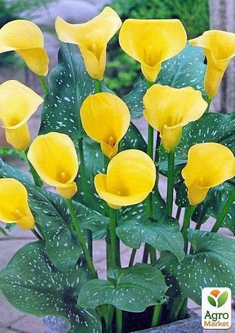 Калла "Cameo" 1шт в упаковке - фото 2