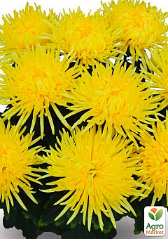 Хризантема  "Alaka Yellow" (низкорослая крупноцветковая)4