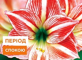 Гіппеаструм: догляд після цвітіння - корисні статті про садівництво від Agro-Market
