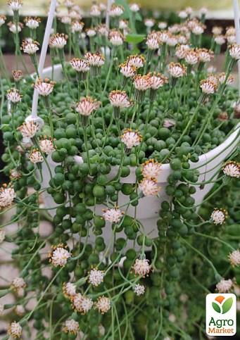 Крестовник "Роули" (Senecio "Rowleyanus")