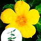 Турнера диффуза (Turnera Diffusa) экзотическое комнатное растение
