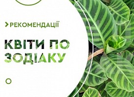 Кімнатні квіти за знаком зодіаку - корисні статті про садівництво від Agro-Market
