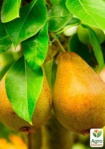 Груша "Дюшес" (зимний сорт, поздний срок созревания) - фото 2