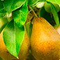Груша "Дюшес" (зимний сорт, поздний срок созревания) купить