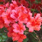 Азалия Японская "Stewartstonian"