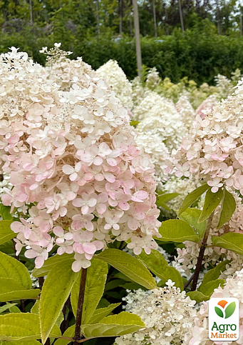 Гортензия 3-х летка метельчатая "Magical Sweet Summer" - фото 3