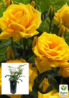 Троянда в контейнері флорибунда "Arthur Bell" (саджанець класу АА+)1