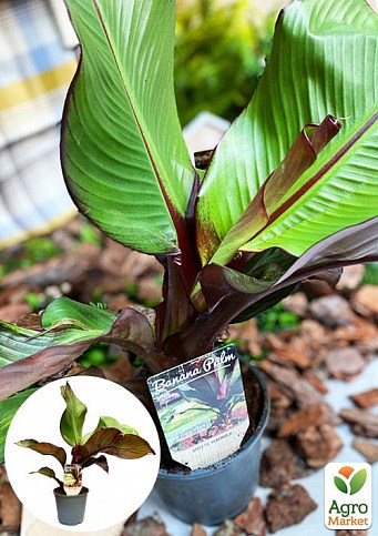 Банан Красный (Ensete Maurelli) "Red Banana"