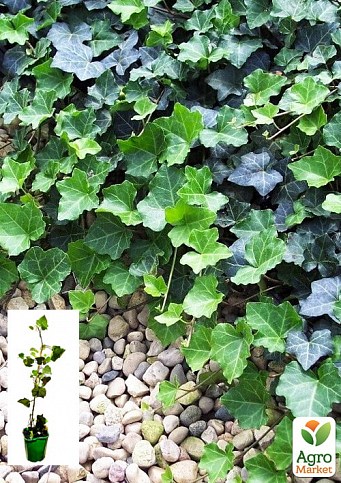 Плющ звичайний 2-х річний "Thorndale" (Hedera helix 'Thorndale') С2 висота 35-90см