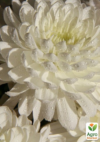 Хризантема крупноцветковая "Alaka Blanc" (вазон С1 высота 20-30см)