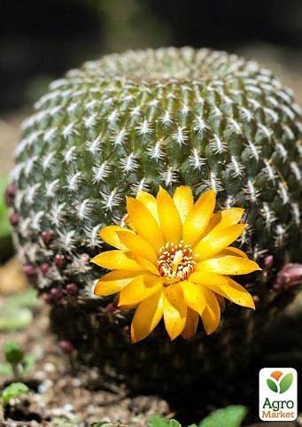 Кактус "Cactus mini" дм 3 см вис. 7 см (6 шт)