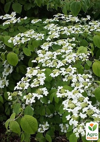 Калина складчатая мариези