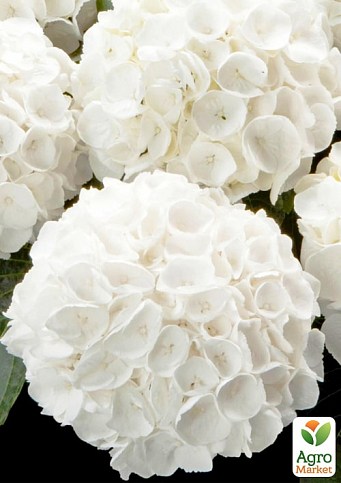 Гортензия крупнолистная 2-х летняя "Soeur Therese" высота саженца 25-45см - фото 2