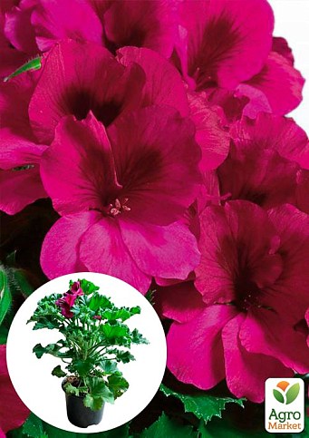 Пеларгонія Королівська Aristo "Burgundy" (контейнер № 10, висота 10-20 см)