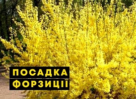 Форзиція: посадка та догляд - корисні статті про садівництво від Agro-Market