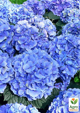 Ексклюзив! Гортензія крупнолиста синя "Синя спокуса" (Blue Seduction) (красивоквітучий сорт)