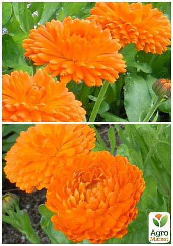 На вагу Календула "Сонце Єгипту" ТМ "Весна" ціна за 3г - фото 4