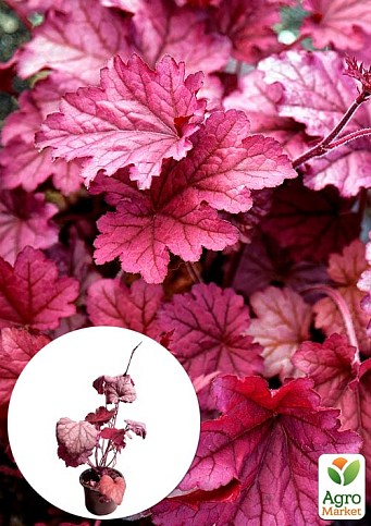 Гейхера (Heuchera) "Berry Smoothie" С1 (высота 15-30см)