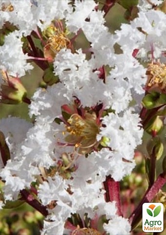 Лагерстремия индийская сирень "With Love Virgin" (Lagerstroemia indica With Love Virgin)