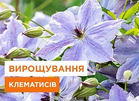 Клематис: посадка та догляд - корисні статті про садівництво від Agro-Market