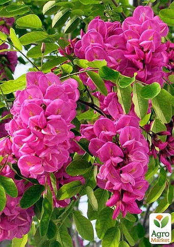 Ексклюзив! Акація рожево-фіолетова з блискучим листям "Афродіта" (Aphrodite) (преміальний сорт)