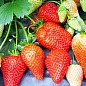 Эксклюзив! Клубника красная "Янтарная" (Amber) (премиальный высокоурожайный сорт, позднего срока созревания)