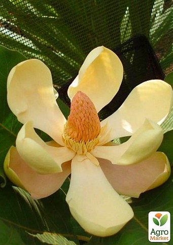 Магнолия Делавея (Magnolia Delavayi)