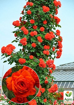 Ексклюзив! Троянда плетиста червоно-оранжевого відтінку "Міс флора" (Miss flora) (преміальний, посухостійкий, красивоквітучий сорт)2