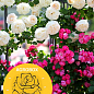 Ексклюзив! AGROBOX з саджанцем плетистої троянди крупноквіткової клаймбера