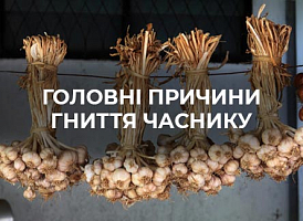 Чому часник гниє при зберіганні? | Agro-market