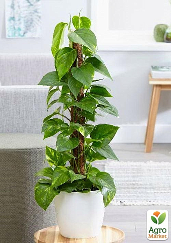 LMTD Эпипремнум на опоре "Aureum" высота 40-60см - фото 3