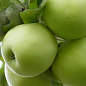 Яблуня "Мутсу" (зимовий сорт, пізній термін дозрівання) цена