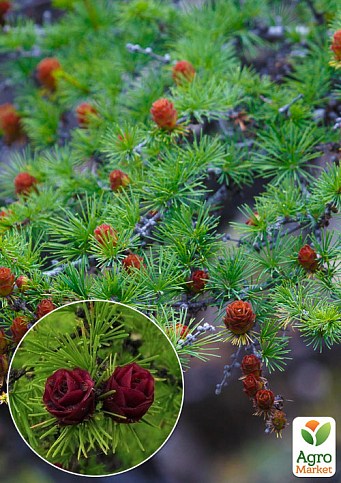 Модрина Даурська 4-х річна (Larix gmelinii) С5 висота 100-140см