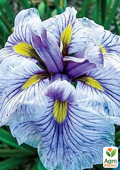 Ирис мечевидный японский (Iris ensata) "Greywoods Catrina" 1