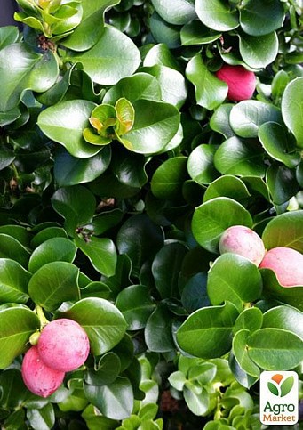 Карісса великоплідна (ягідна слива) - фото 2