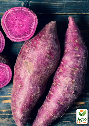 Батат "Purple" (сладкий картофель) маточный клубень