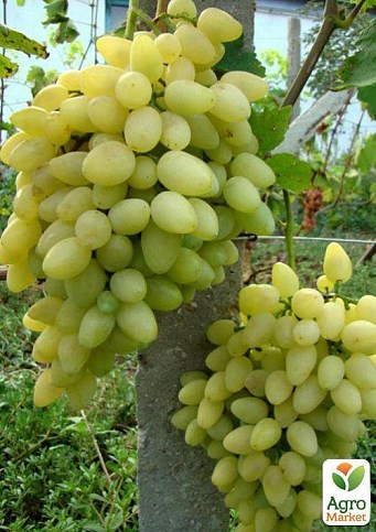 Виноград "Зарница" (ранний срок созревания, осы практически не трогают)