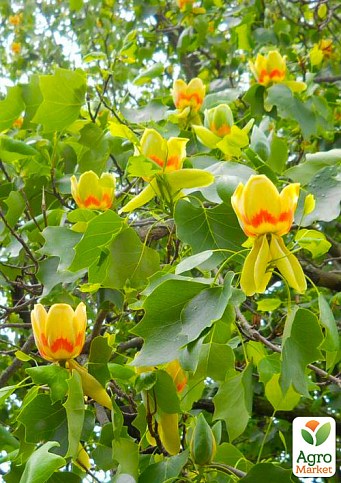Тюльпановое дерево ярко-желтое "Лириодендрон" (Liriodendron tulipifera)
