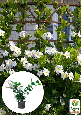 Дипладения (Mandevilla) "Pearl" (цветущая лиана)