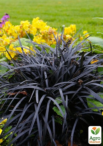Офиопогон плоскострелый "Нигресценс" (Ophiopogon planiscapus "Nigrescens")