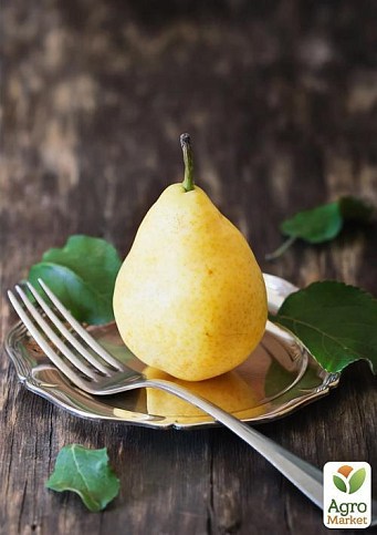 Груша "Бере Київська" (зимовий сорт, пізній термін дозрівання) - фото 4
