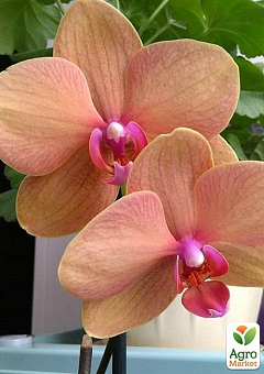 Орхидея (Phalaenopsis) "Apricot"7