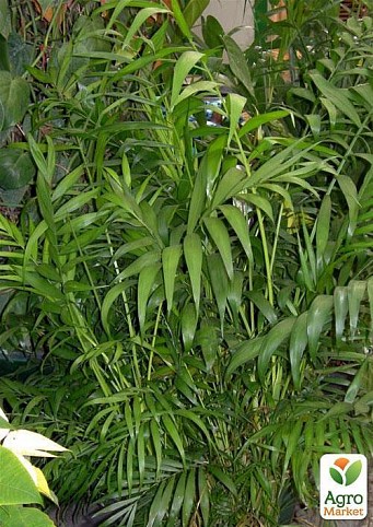Хамедорея изящная "Сама изящность" (Chamaedorea elegans) дм 9 см выс. 30 см