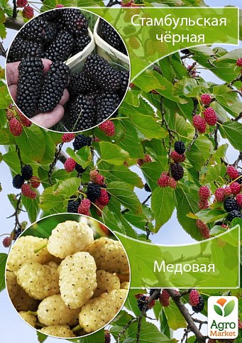 Дерево-сад Шелковица "Стамбульская черная+Медовая"