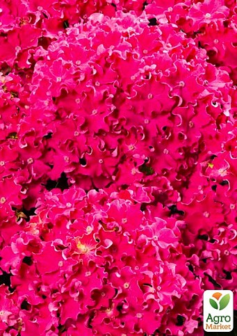 Гортензия крупнолистная курчавая "Curly Sparkle Hot Pink"